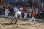 Los toros de Laurentino Carrascosa