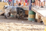 Los toros de Laurentino Carrascosa