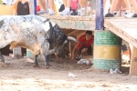 Los toros de Laurentino Carrascosa
