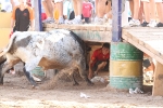 Los toros de Laurentino Carrascosa