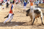 Los toros de Laurentino Carrascosa