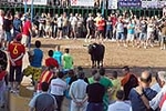 Orueva de Los toros de Laurentino Carrascosa 