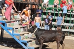 Las reses de Hermanos Benavent, las mejores