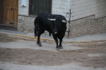 El Torrestrella y el Jandilla ponen el punto y final a las fiestas de Sant Roc
