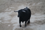 El Torrestrella y el Jandilla ponen el punto y final a las fiestas de Sant Roc
