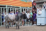Jornada taurina en Borriol con la ganadería La Espuela y un toro cerril patrocinado por la Penya Les Cuques