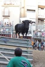 Jornada taurina en Borriol con la ganadería La Espuela y un toro cerril patrocinado por la Penya Les Cuques