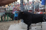 Jornada taurina en Borriol con la ganadería La Espuela y un toro cerril patrocinado por la Penya Les Cuques