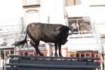 Jornada taurina en Borriol con la ganadería La Espuela y un toro cerril patrocinado por la Penya Les Cuques