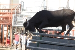 Jornada taurina en Borriol con la ganadería La Espuela y un toro cerril patrocinado por la Penya Les Cuques