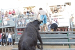Jornada taurina en Borriol con la ganadería La Espuela y un toro cerril patrocinado por la Penya Les Cuques