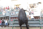 Jornada taurina en Borriol con la ganadería La Espuela y un toro cerril patrocinado por la Penya Les Cuques