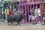 Jornada taurina en Borriol con la ganadería La Espuela y un toro cerril patrocinado por la Penya Les Cuques