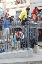Jornada taurina en Borriol con la ganadería La Espuela y un toro cerril patrocinado por la Penya Les Cuques
