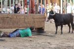 Jornada taurina en Borriol con la ganadería La Espuela y un toro cerril patrocinado por la Penya Les Cuques
