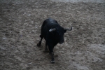 Los toros se viven en Sant Xotxim