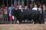 El torero Serafín Marín y Los Quintos del 86 centran la actividad taurina