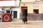 Se cierran las exhibiciones taurinas en la localidad por Sant Xotxim