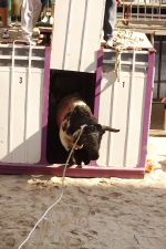 El \'bou encorda\' se exhibe en sus diferentes variaciones2