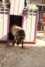 El \'bou encorda\' se exhibe en sus diferentes variaciones2