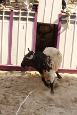 El \'bou encorda\' se exhibe en sus diferentes variaciones2