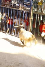 El \'bou encorda\' se exhibe en sus diferentes variaciones2