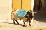 El \'bou encorda\' se exhibe en sus diferentes variaciones2