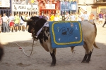 El \'bou encorda\' se exhibe en sus diferentes variaciones2