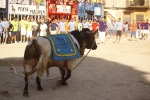 El \'bou encorda\' se exhibe en sus diferentes variaciones2