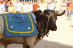 El \'bou encorda\' se exhibe en sus diferentes variaciones2