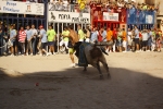 El \'bou encorda\' se exhibe en sus diferentes variaciones2
