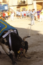 El \'bou encorda\' se exhibe en sus diferentes variaciones2