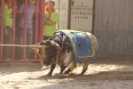 El \'bou encorda\' se exhibe en sus diferentes variaciones2