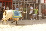 El \'bou encorda\' se exhibe en sus diferentes variaciones2
