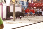El \'bou encorda\' se exhibe en sus diferentes variaciones2