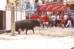 El \'bou encorda\' se exhibe en sus diferentes variaciones2