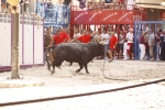 El \'bou encorda\' se exhibe en sus diferentes variaciones2