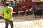 El \'bou encorda\' se exhibe en sus diferentes variaciones2
