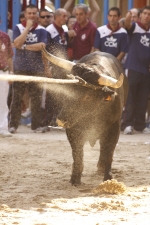 El \'bou encorda\' se exhibe en sus diferentes variaciones2