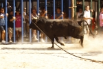 El \'bou encorda\' se exhibe en sus diferentes variaciones2