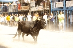 El \'bou encorda\' se exhibe en sus diferentes variaciones2