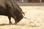 El \'bou encorda\' se exhibe en sus diferentes variaciones2