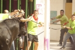 El \'bou encorda\' se exhibe en sus diferentes variaciones2