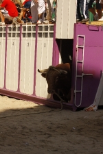 El \'bou encorda\' se exhibe en sus diferentes variaciones2