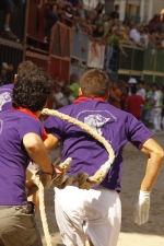 El \'bou encorda\' se exhibe en sus diferentes variaciones2