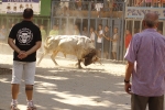El \'bou encorda\' se exhibe en sus diferentes variaciones2