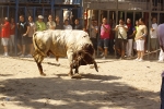 El \'bou encorda\' se exhibe en sus diferentes variaciones2