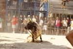 El \'bou encorda\' se exhibe en sus diferentes variaciones2