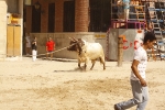 El \'bou encorda\' se exhibe en sus diferentes variaciones2