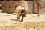El \'bou encorda\' se exhibe en sus diferentes variaciones2